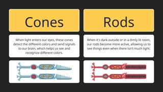 Cones Rods
When light enters our eyes, these cones
detect the different colors and send signals
to our brain, which helps us see and
recognize different colors.
When it's dark outside or in a dimly lit room,
our rods become more active, allowing us to
see things even when there isn't much light.
 