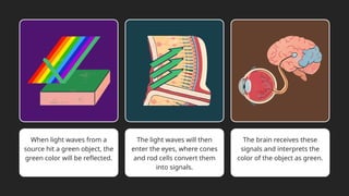 When light waves from a
source hit a green object, the
green color will be reflected.
The light waves will then
enter the eyes, where cones
and rod cells convert them
into signals.
The brain receives these
signals and interprets the
color of the object as green.
 