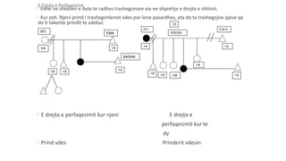E Drejta e Perfaqesimit
Edhe ne shkallen e dyte te radhes trashegimore vie ne shprehje e drejta e shtimit.
Kur psh. Njeni prind i trashegimlensit vdes por lene pasardhes, ata do ta trashegojne pjese qe
do ti takonte prindit te vdekur.
E drejta e perfaqesimit kur njeni E drejta e
perfaqesimit kur te
dy
Prind vdes Prinderit vdesin
1/8 1/8
ATI EMA
1/41/4
1/2
BASHK.
1/2
VDESIN
ATI E M A
1/4
1/8
1/21/81/8
1/8
1/4
 