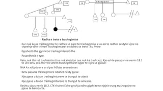 * Radha e trete e trashegimise
-Kur nuk ka as trashegimtar te radhes se pare te trashegimise e as asi te radhes se dyte vijne ne
shprehje dhe thirren Trashegimtaret e radhes se trete : ku hyjne
-Gjysherit dhe gjyshet e trashegimlensit dhe
-Pasardhesit e tyre
Ketu nuk thirret bashkeshorti se nuk ekziston ose nuk ka dasht etj. Kjo eshte parapar ne nenin 18.1
te LTK ketu pra, thirren vetem trashegimtaret ligjor te vijes se gjakut:
Nuk ka adoptuar e as sipas lidhjes se marteses
-Ketu pasuria trashegimore ndahet ne dy pjese:
-Nje pjese u takon trashegimtareve te trungut te atesis
-Nje pjese u takon trashegimtareve te trungut te amesise.
Keshtu sipas nenit 18.2. LTK thuhet Edhe gjyshja edhe gjyshi te te njejtit trung trashegojne ne
pjese te barabarta.
1/1o
1/10
1/10
1/2
1/10 1/10
P R I N D E R I T
1/21/2
1/4 1/4
 