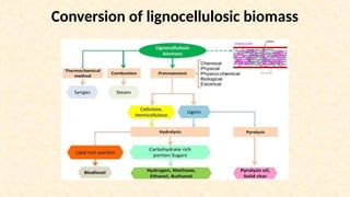 Conversion of lignocellulosic biomass
 
