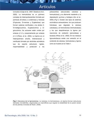 tunicados (Czaja et al., 2007; Sasakura et al.,
2005). La hemicelulosa es un polímero
complejo de heteropolisacáridos formado por
pentosas (D-xilosa y L-arabinosa) y hexosas
(D-glucosa, D-manosa y D-galactosa) que
forman cadenas ramificadas y los ácidos 4-
O-metilglucurónico, D-galacturónico y D-
glucurónico, los azúcares están unidos por
enlaces β-1,4 y ocasionalmente por enlaces
β-1,3 (Pérez, et al., 2002). La lignina es un
heteropolímero amorfo, tridimensional y
ramificado formado por alcoholes aromáticos
que da soporte estructural, rigidez,
impermeabilidad y protección a los
polisacáridos estructurales (celulosa y
hemicelulosa) y es altamente resistente a la
degradación química y biológica (Aro et al.,
2005) (Fig.1). Existen dos tipos de sistemas
enzimáticos extracelulares: los que producen
hidrolasas que degradan la celulosa
(celulasas) y la hemicelulosa (hemicelulasas)
y los que despolimerizan la lignina por
reacciones de oxidación (peroxidasas y
lacasas) (Pérez et al., 2002). En los residuos
lignocelulósicos existe una variación en el
contenido de celulosa, hemicelulosa y lignina
como se muestra en la Tabla 1.
Fig.1. Estructura de la lignocelulosa. La celulosa, la hemicelulosa y la lignina forman estructuras
llamadas microfibrillas, organizadas en macrofibras que regulan la estabilidad de la pared celular
de las plantas (Tomada de Rubin, 2008).
BioTecnología, Año 2009, Vol. 13 No. 3 13
 