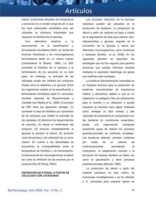 tolerar condiciones elevadas de temperatura
y funcionan en un amplio rango de pH, lo que
los hace potenciales candidatos para ser
utilizados en procesos industriales que
requieren la hidrólisis de la celulosa.
Una alternativa atractiva a la
bioconversión es la sacarificación y
fermentación simultánea (SSF), en donde las
enzimas hidrolíticas y los microorganismos
fermentativos están en un mismo reactor
(Chandrakant & Bisaria, 1998). La SSF
consolida la hidrólisis de la celulosa y la
fermentación de los azúcares en un solo
paso, sin embargo, la actividad de las
celulasas puede ser inhibida por productos
finales como la celobiosa y la glucosa. Entre
los organismos usados en la sacarificación y
fermentación simultánea están S. cerevisiae,
diversas especies de Kluyveromyces y
Candida (van Markis et al., 2006). El proceso
de SSF tiene las siguientes ventajas: (1)
aumentar la tasa de hidrólisis por conversión
de los azúcares que inhiben la actividad de
las celulasas; (2) disminuir los requerimientos
de enzimas; (3) elevar el rendimiento del
producto; (4) remover inmediatamente la
glucosa al producir el etanol; (5) duración
corta del proceso y (6) utilización de un único
reactor. En cuanto a las desventajas se
encuentran la incompatibilidad entre la
temperatura de hidrólisis y de fermentación,
la tolerancia de los microorganismos al etanol
así como la inhibición de las enzimas por el
producto (Sun & Cheng, 2002).
OBTENCIÓN DE ETANOL A PARTIR DE
CELULOSA CON LEVADURAS
Los azúcares obtenidos de la biomasa
celulósica pueden ser utilizados en la
producción de bioetanol. La producción de
etanol a partir de celulosa se logra a través
de la degradación de ésta para obtener celo-
oligosacáridos y glucosa, seguido de la
conversión de la glucosa a etanol por
diferentes microorganismos como levaduras
y bacterias (Kotaka et al., 2008). En los
siguientes párrafos se describen las
estrategias que se han seguido para generar
levaduras que puedan hidrolizar celulosa
mediante la expresión heteróloga de genes
que codifican para celulasas.
La levadura Saccharomyces cerevisiae es
un huésped atractivo para la producción de
proteínas recombinantes de importancia
médica y alimenticia, debido a que es un
organismo no patógeno libre de endotoxinas
para el hombre y su utilización a escala
industrial se remonta hace siglos. Presenta
como ventajas su fácil manejo y alta
velocidad de crecimiento en comparación con
las bacterias en condiciones anaerobias,
posee una organización subcelular
eucarionte capaz de realizar los procesos
postraduccionales de proteínas complejas.
Las levaduras además, secretan proteínas
por medio de un sistema de
multicomponentes, permitiendo la
maduración, el plegamiento correcto y la
formación de enlaces disulfuro en éstas, así
como la glicosilación y otros procesos
postraduccionales (Barnett, 1992).
La producción de etanol a partir del
material celulósico ha sido motivo de
numerosas investigaciones y se ha utilizado
a S. cerevisiae para expresar genes de
BioTecnología, Año 2009, Vol. 13 No. 3 19
 
