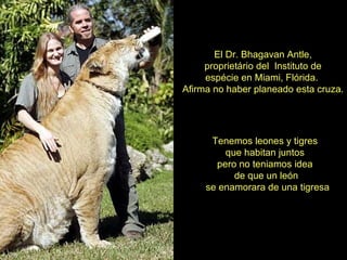 El Dr. Bhagavan Antle, proprietário del  Instituto de espécie en Miami, Flórida.  Afirma no haber planeado esta cruza. Tenemos leones y tigres  que habitan juntos  pero no teniamos idea  de que un león se enamorara de una tigresa 