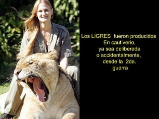Los LIGRES  fueron producidos  En cautiverio, ya sea deliberada  o accidentalmente,  desde la  2da. guerra 