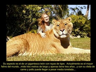 Su aspecto es el de un gigantesco león con rayas de tigre. Actualmente es el mayor
felino del mundo...mide tres metros de largo y apenas tiene tres años...y con su dieta de
                   carne y pollo puede llegar a pesar media tonelada...
 