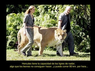 Hercules tiene la capacidad de los tigres de nadar,
algo que los leones no consiguen hacer...y puede correr 80 km. por hora...
 