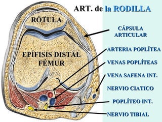 ARTERIA POPLÍTEA VENAS POPLÍTEAS VENA SAFENA INT. NERVIO CIATICO POPLÍTEO INT. NERVIO TIBIAL RÓTULA EPÍFISIS DISTAL FÉMUR ART. de  la RODILLA CÁPSULA ARTICULAR 