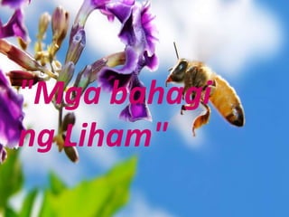 Liham | PPTX