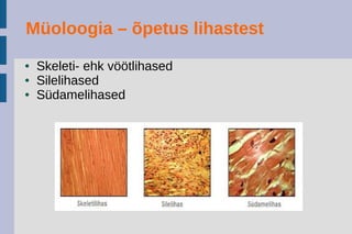 Müoloogia – õpetus lihastest
● Skeleti- ehk vöötlihased
● Silelihased
● Südamelihased
 