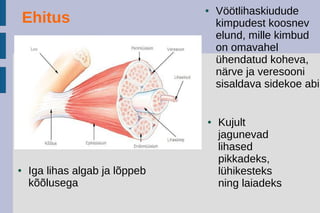 ● Vöötlihaskiudude
kimpudest koosnev
elund, mille kimbud
on omavahel
ühendatud koheva,
närve ja veresooni
sisaldava sidekoe abil
● Iga lihas algab ja lõppeb
kõõlusega
● Kujult
jagunevad
lihased
pikkadeks,
lühikesteks
ning laiadeks
Ehitus
 