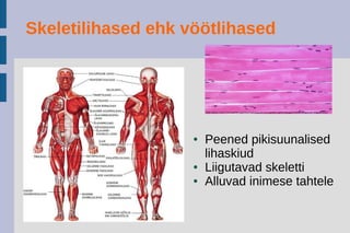 Südamelihased
● Rakud on harunenud ning
ristvöödilised ja omavahel
võrgusikus
● Ei allu inimese tahtele
● Automaatsed rütmilised
kokkutõmbed
 
