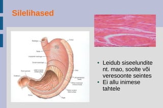 Silelihased
● Leidub siseelundite
nt. mao, soolte või
veresoonte seintes
● Ei allu inimese
tahtele
 