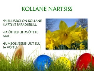 KOLLANE NARTSISS
•PIIBLI JÄRGI ON KOLLANE
NARTSISS PARADIISILILL.
•TA ÕITSEB LIHAVÕTETE
AJAL.
•SÜMBOLISEERIB UUT ELU
JA VÕITU.
 
