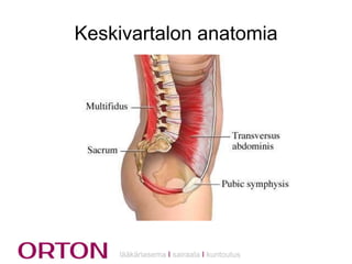 Keskivartalon anatomia

lääkäriasema Ι sairaala Ι kuntoutus

 