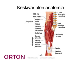 Keskivartalon anatomia

lääkäriasema Ι sairaala Ι kuntoutus

 