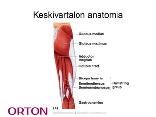 Keskivartalon anatomia

lääkäriasema Ι sairaala Ι kuntoutus

 