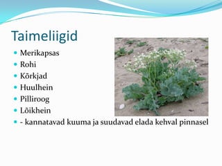 Merikapsas Liiva rannad | PPTX