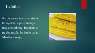 Lefotho
Ke poone ea hoetla, e ntse le
bonojoana, e phehiloeng e
ntse e le sekong. Ha ngata e
ne eba mofao ha batho ba ea
Moshoeshoeng.
 