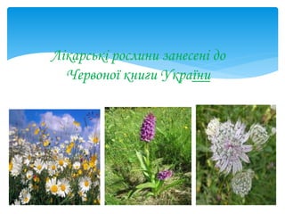Лікарські рослини занесені до
Червоної книги України
 