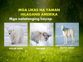 MGA LIKAS NA YAMAN
HILAGANG AMERIKA
Mga natatanging hayop:
POLAR BEAR RODENT ARCTIC WOLF
 