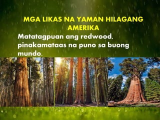 MGA LIKAS NA YAMAN HILAGANG
AMERIKA
Matatagpuan ang redwood,
pinakamataas na puno sa buong
mundo.
 