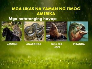 MGA LIKAS NA YAMAN NG TIMOG
AMERIKA
Mga natatanging hayop:
JAGUAR ANACONDA BULL SEA
LION
PIRANHA
 