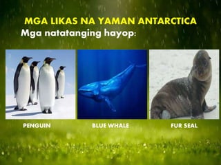 MGA LIKAS NA YAMAN ANTARCTICA
Mga natatanging hayop:
PENGUIN BLUE WHALE FUR SEAL
 