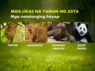 MGA LIKAS NA YAMAN NG ASYA
Mga natatanging hayop:
TARSIER MONGOOSE KOMODO
DRAGON
GIANT
PANDA
 