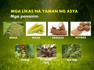 MGA LIKAS NA YAMAN NG ASYA
Mga pananim:
BIGAS MAIZE CASSAVA NUTMEG
PEPPER PALM OIL
TREE
TEA TREE
 