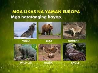 MGA LIKAS NA YAMAN EUROPA
Mga natatanging hayop:
WOLF BEAR RODENT
WILD CAT HAWK EAGLE
 