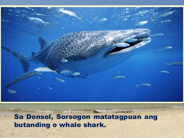 yaman ng pilipinas Depinisyon: ang mga bagay na nagmumula sa kalikasan tulad ng lupa, kabundukan, kagubatan, karagatan, mga ilog at lawa maging ang mga depositong mineral ang mga ito ay tinatawag na kayamanang mana ng bansa pagpapalawak: ang mga sumusunod na larawan ay mga likas na yaman na karaniwang. yaman ng pilipinas Depinisyon: ang mga bagay na nagmumula sa kalikasan tulad ng lupa, kabundukan, kagubatan, karagatan, mga ilog at lawa maging ang mga depositong mineral ang mga ito ay tinatawag na kayamanang mana ng bansa pagpapalawak: ang mga sumusunod na larawan ay mga likas na yaman na karaniwang.