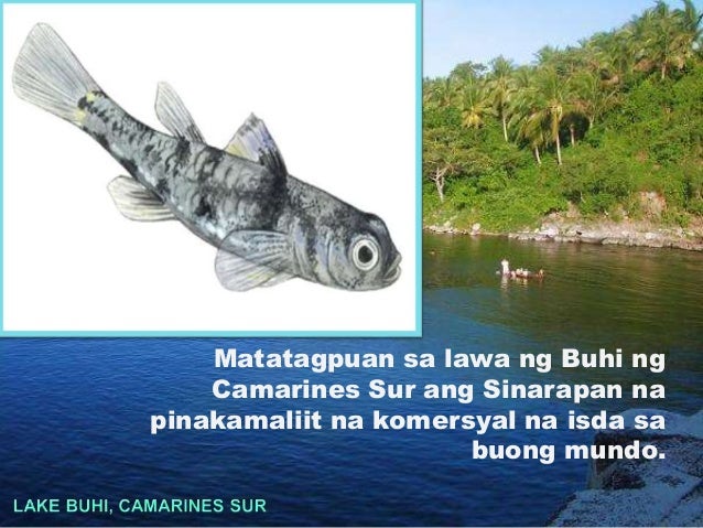 Ano Ang Pinakamaliit Na Isda Sa Pilipinas Likas na yaman ng pilipinas