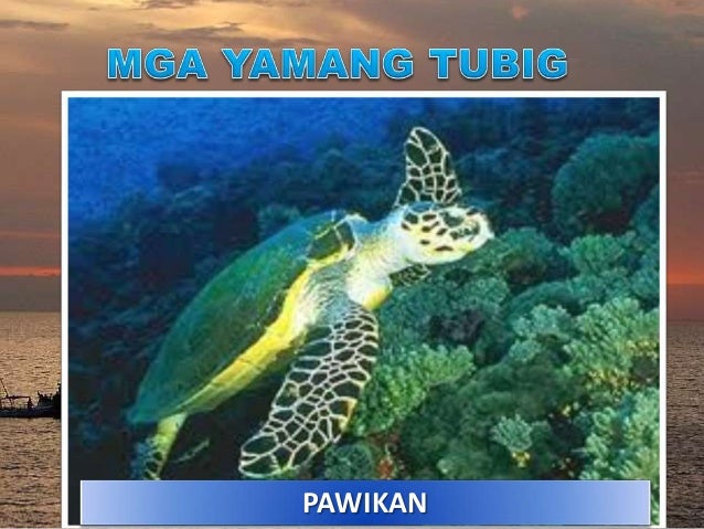 Mga Hayop Na Makikita Sa Dagat Likas na yaman ng pilipinas