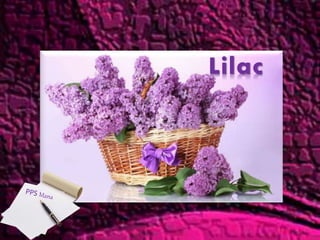 Lilac
 