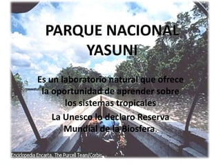 PARQUE NACIONAL YASUNI Es un laboratorio natural que ofrece la oportunidad de aprender sobre los sistemas tropicales La Unesco lo declaro Reserva Mundial de la Biosfera. 