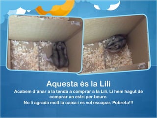 Aquesta és la Lili
Acabem d’anar a la tenda a comprar a la Lili. Li hem hagut de
comprar un estri per beure.
No li agrada molt la caixa i es vol escapar. Pobreta!!!

 