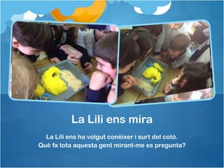 La Lili ens mira
La Lili ens ha volgut conèixer i surt del cotó.
Què fa tota aquesta gent mirant-me es pregunta?

 