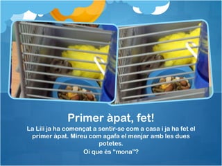 Primer àpat, fet!
La Lili ja ha començat a sentir-se com a casa i ja ha fet el
primer àpat. Mireu com agafa el menjar amb les dues
potetes.
Oi que és “mona”?

 