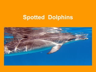 Spotted  Dolphins 