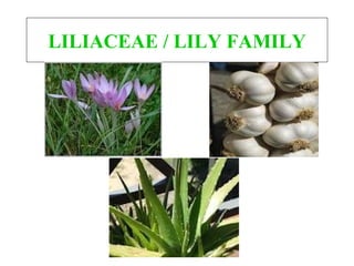 LILIACEAE / LILY FAMILY
 