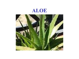 ALOE
 