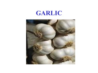 GARLIC
 