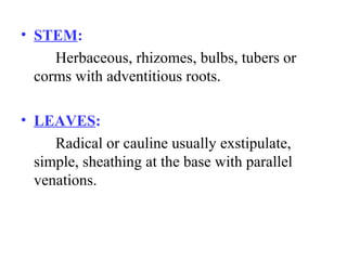 • STEM:
Herbaceous, rhizomes, bulbs, tubers or
corms with adventitious roots.
• LEAVES:
Radical or cauline usually exstipulate,
simple, sheathing at the base with parallel
venations.
 