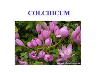 COLCHICUM
 