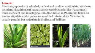 Leaves:
Alternate, opposite or whorled, radical and cauline, exstipulate, sessile or
petiolate, sheathing leaf base; shape is variable scale-like (Asparagus),
thick succulent and mucilaginous in Aloe, broad in Phormium tenax. In
Smilax stipulate and stipules are modified into tendrils. Venation is
usually parallel but reticulate in Smilax and Trillium.
 