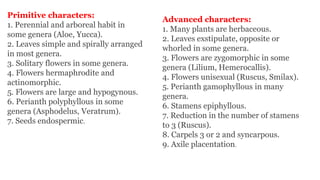 Primitive characters:
1. Perennial and arboreal habit in
some genera (Aloe, Yucca).
2. Leaves simple and spirally arranged
in most genera.
3. Solitary flowers in some genera.
4. Flowers hermaphrodite and
actinomorphic.
5. Flowers are large and hypogynous.
6. Perianth polyphyllous in some
genera (Asphodelus, Veratrum).
7. Seeds endospermic.
Advanced characters:
1. Many plants are herbaceous.
2. Leaves exstipulate, opposite or
whorled in some genera.
3. Flowers are zygomorphic in some
genera (Lilium, Hemerocallis).
4. Flowers unisexual (Ruscus, Smilax).
5. Perianth gamophyllous in many
genera.
6. Stamens epiphyllous.
7. Reduction in the number of stamens
to 3 (Ruscus).
8. Carpels 3 or 2 and syncarpous.
9. Axile placentation.
 
