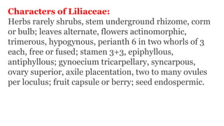Characters of Liliaceae:
Herbs rarely shrubs, stem underground rhizome, corm
or bulb; leaves alternate, flowers actinomorphic,
trimerous, hypogynous, perianth 6 in two whorls of 3
each, free or fused; stamen 3+3, epiphyllous,
antiphyllous; gynoecium tricarpellary, syncarpous,
ovary superior, axile placentation, two to many ovules
per loculus; fruit capsule or berry; seed endospermic.
 