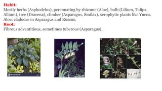 Habit:
Mostly herbs (Asphodelus), perennating by rhizome (Aloe), bulb (Lilium, Tulipa,
Allium), tree (Dracena), climber (Asparagus, Smilax), xerophytic plants like Yucca,
Aloe; cladodes in Asparagus and Ruscus.
Root:
Fibrous adventitious, sometimes tuberous (Asparagus).
 