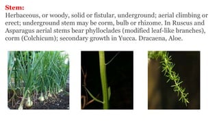 Stem:
Herbaceous, or woody, solid or fistular, underground; aerial climbing or
erect; underground stem may be corm, bulb or rhizome. In Ruscus and
Asparagus aerial stems bear phylloclades (modified leaf-like branches),
corm (Colchicum); secondary growth in Yucca. Dracaena, Aloe.
 
